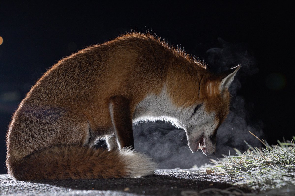 thomas_winstone's tweet image. Frosty conditions don&apos;t put me off getting photos, only -12 here and the foxes were out, so couldn&apos;t think of a reason not to be out too! @ChrisGPackham
 #FoxOfTheDay