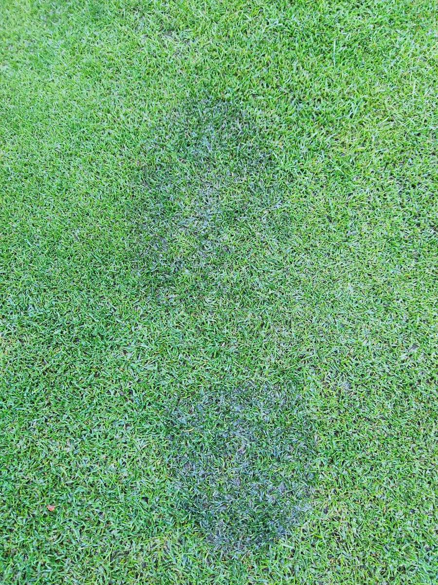 VLGC Greens tweet media