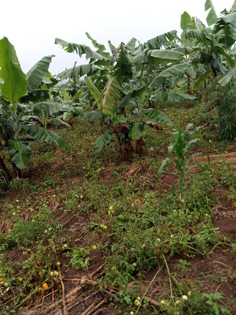 shukranproperty's tweet photo. LAND FOR SALE IN GOMBA.
#5Acres available for sale in Kanoni Gomba with ready private Mailo land title.
Selling price #13m per acre . contact 0706592177 https://t.co/8o0KfLRkHA