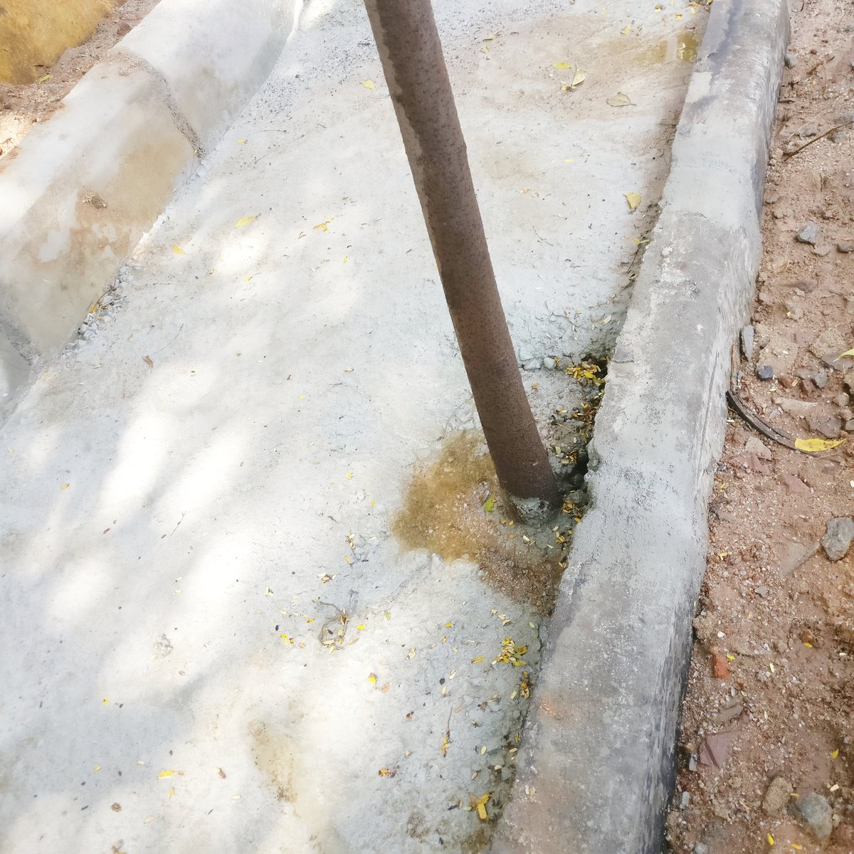 estocade1974's tweet photo. @GHMCOnline @CommissionrGHMC The stupidity of GHMC is going to greater heights..First you plant trees, then you start footpath works &amp; in the process, completely cement the trees roots, killing it slowly! How dumb can an organisation get ? Really! # Chapel Rd, Abids https://t.co/o0zOhokGFt