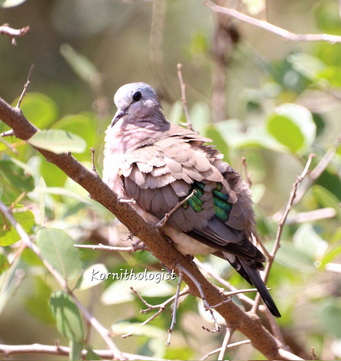 The Emerald Spotted Wood Dove
#BirdsSeenin2022 #Kenya #IndiAves  #camera #IOC2022 #birdphotography #TwitterNatureCommunity #Kenyanbirds #Africa #BirdsOfAfrica #canonphotography #Canon #ThePhotoHour #ThePhotoMode #BirdsOfTwitter #AnimalLovers