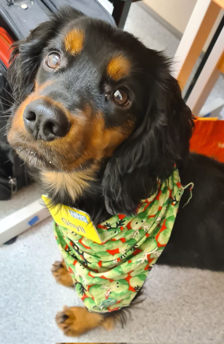 Geraldi01304839's tweet photo. Gorgeous Ghyll assisting me today 🥰 @NCICNHS @Tan_823 look at those adorable eyes 😁 @BeWellNHS https://t.co/jsxnwrM6hi
