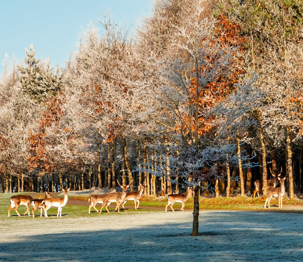 A little known fact is that Santa Claus likes to go for a few rounds of Golf in <a href="/GolfDromoland/">Dromoland Golf</a> before his global spin.
The course was frozen last week so he had to do with the afternoon tea in <a href="/dromolandcastle/">Dromoland Castle</a> while the reindeer went for a stroll as the course thawed in the sun.