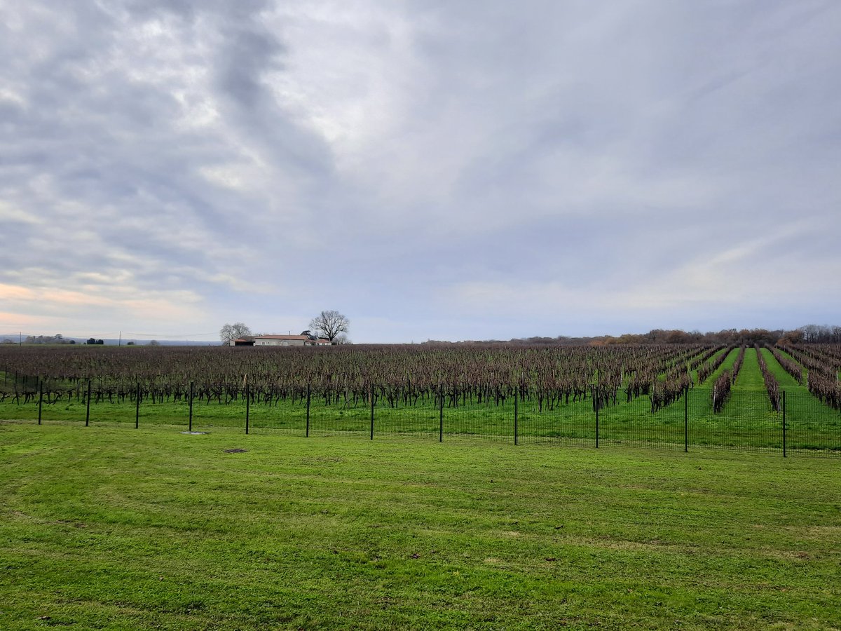 BastidonPauline's tweet photo. Fantastic Day 1 of our Cognac visit with @Cognac_Official colleagues. Step 1: @martell #Gallienne distillery, with an overview of Cognac production from the vineyards to the bottle. Many thanks to @Pernod_Ricard colleagues for their hospitality. https://t.co/1q5TE5KSSe