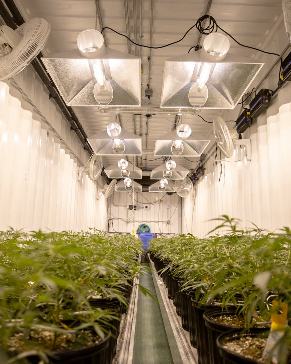 growingwithe3's tweet image. With warmer temperatures in the growing cycle, your beloved plants are feeling it too. Heightened heat levels can mean more than just wilting leaves, stunted growth and discoloration could follow if not addressed promptly! So make sure to keep an eye on temps closely! #indoorgrow