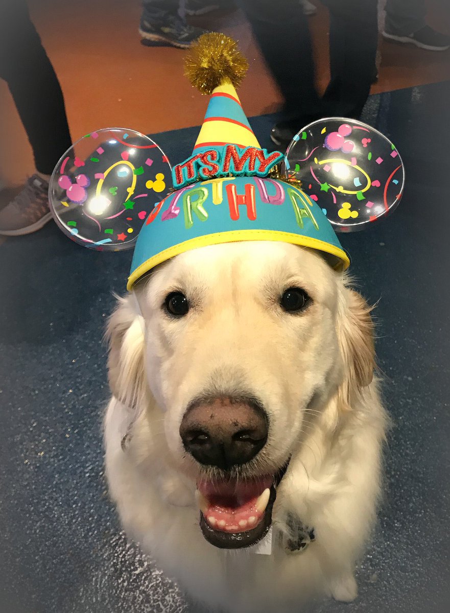A happy looking fluffy white dog wearing Mickey Mouse ears that say “It’s my birthday!”