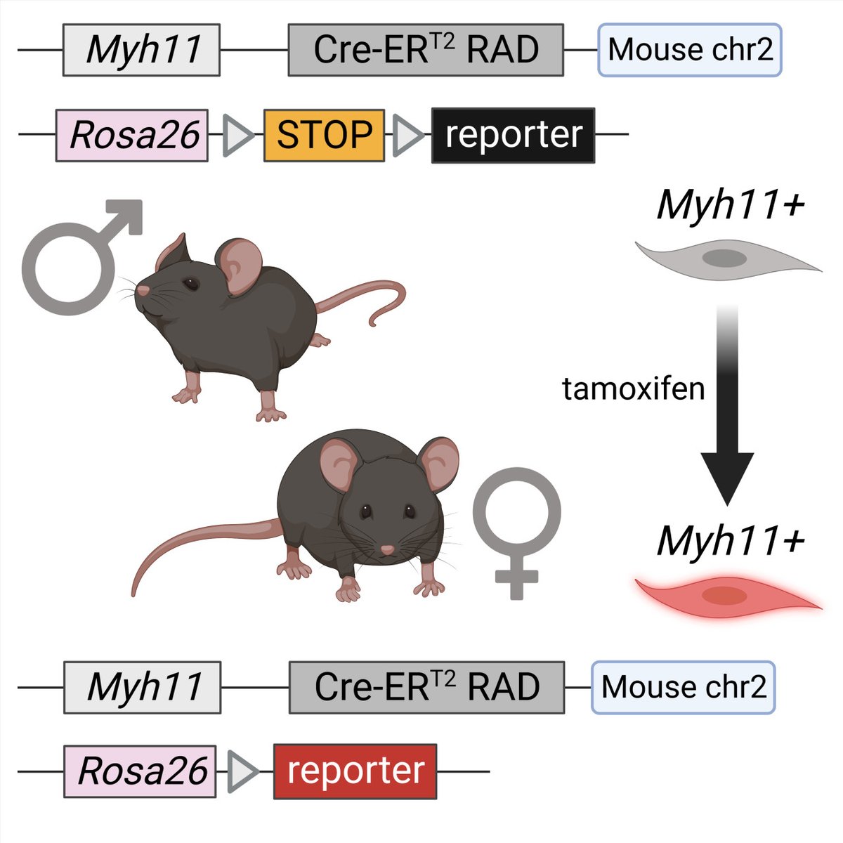 A new autosomal Myh11-CreERT2 mouse allows inclusion of both sexes in SMC lineage-tracing and gene-knockout mouse studies @gamze_b_bulut @Anita_Salamon_ ahajrnls.org/3FzJjFs