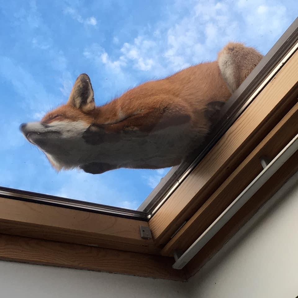 Fox skylight