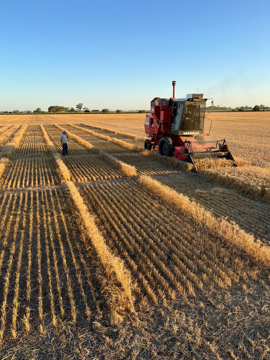 Emocionante comienzo de este fin de semana único en Argentina 🇦🇷 Estamos listos. Finalizando la campaña de fina en 📍Chacabuco y📍 9 de Julio 🤜🏻🤛🏻 🌾

.
.
#argentina #agroargentino #agro #trigo #cosechadetrigo