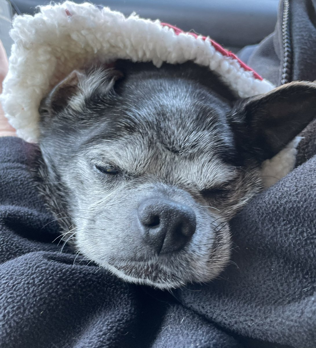 Saying goodbye is the hardest part of loving your pet. You’re always in my ❤️, Marty! 😢 #Dogs #SeniorPup #DogsOfTwitter