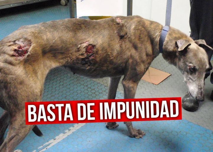 MariaPH_V's tweet photo. #NoLosExcluyasPSOE @mapagob @LuisPlanas @JFrSerrano @garciapage  @GFVara @JLambanM @santicl  En éste país hay impunidad para maltratar, asesinar y abandonar a los perros utilizados para la caza. #NoLosExcluyasPSOE https://t.co/UImWL5AK7l