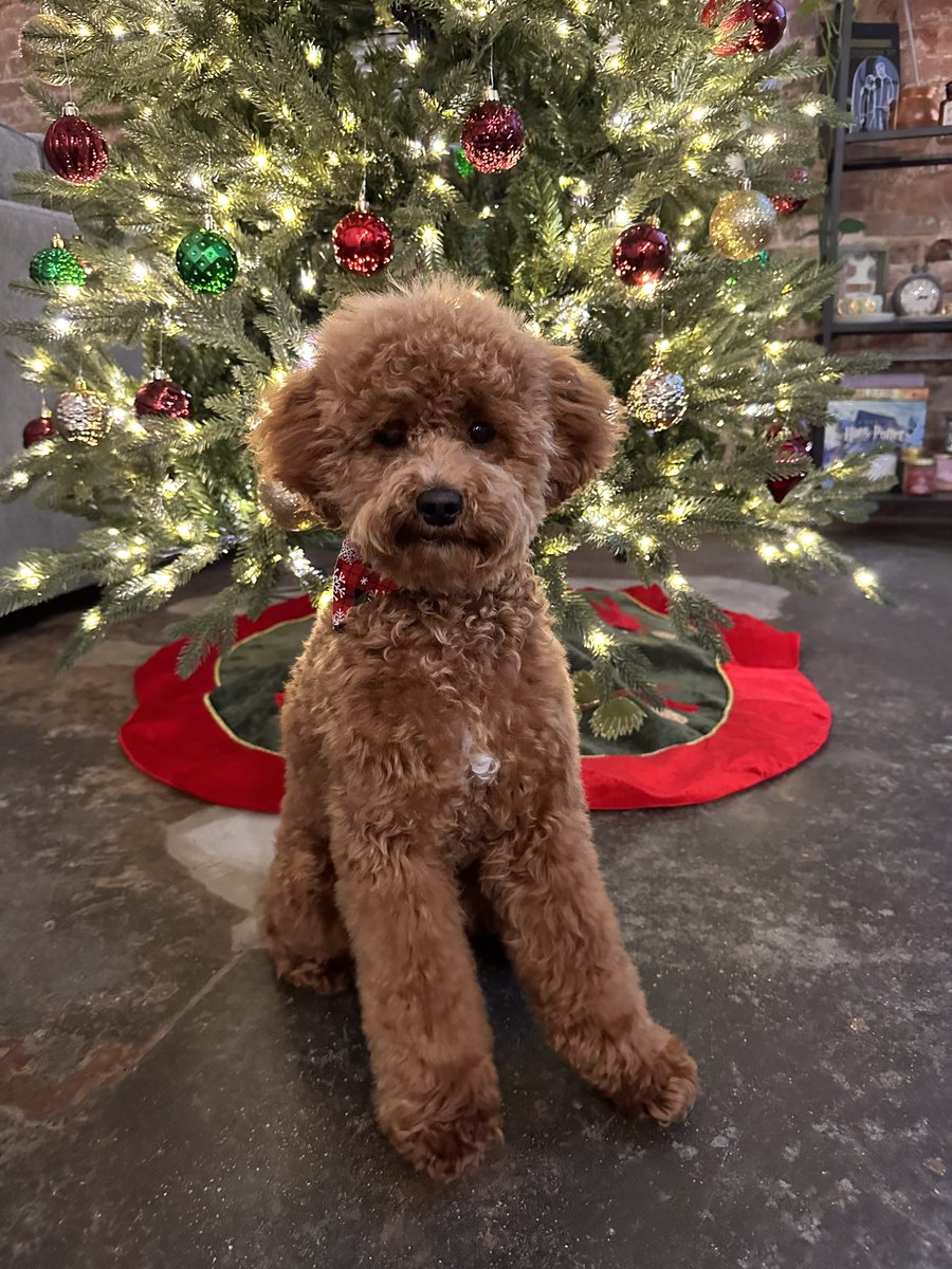 emily_actually's tweet photo. @dog_rates @Trupanion Piper is 1000% ready for her first Christmas 🎅🏻 https://t.co/wX5Ir8nlHJ