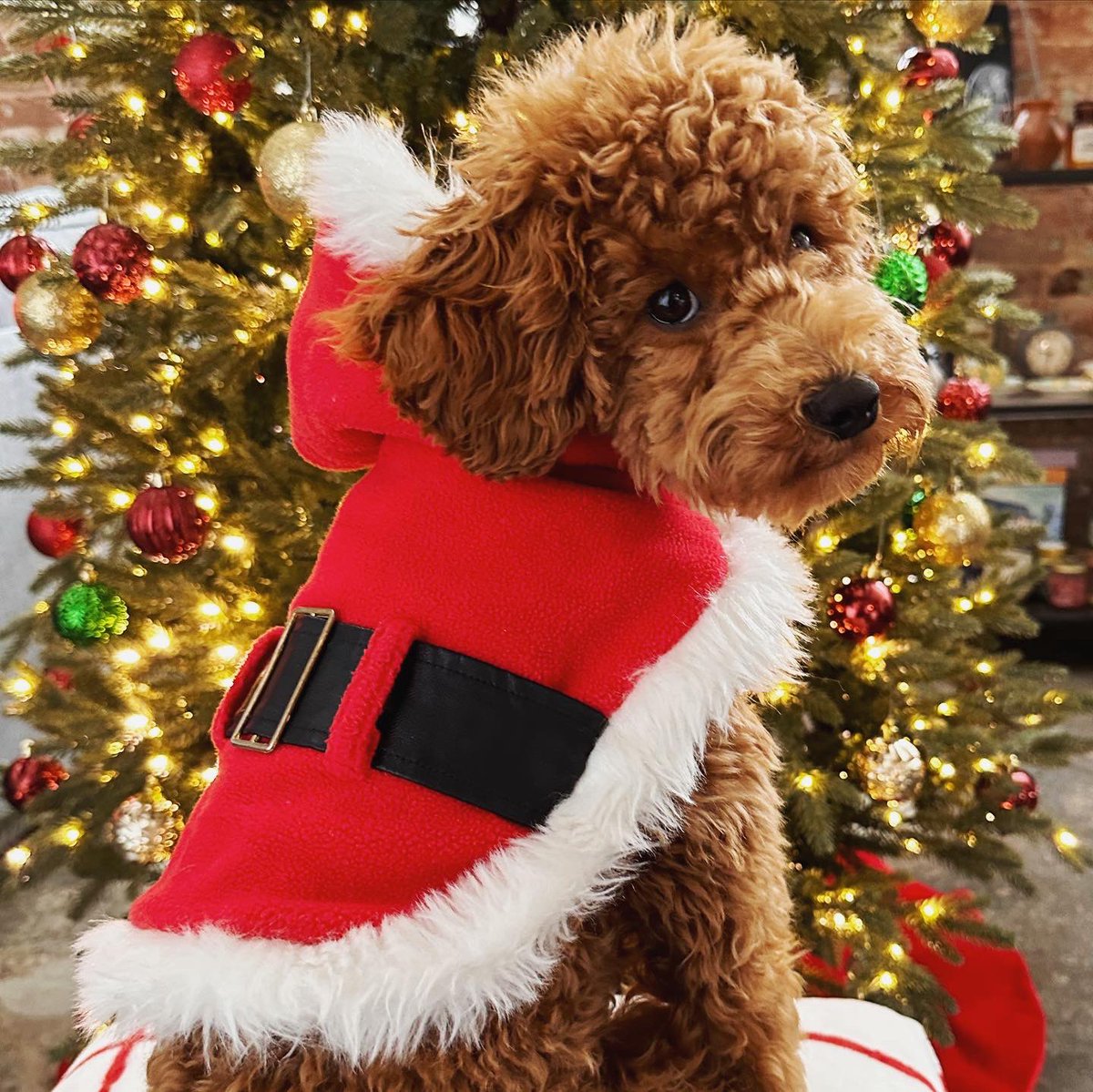 emily_actually's tweet photo. @dog_rates @Trupanion Piper is 1000% ready for her first Christmas 🎅🏻 https://t.co/wX5Ir8nlHJ