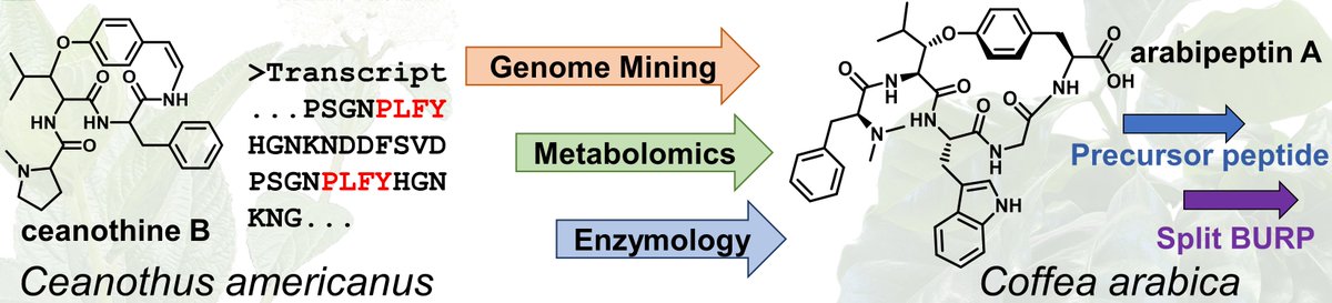 Out now, we use bioinformatics+metabolomics to uncover a plant biosynthetic cassette responsible for diverse cyclic peptides. We apply this to find new NPs in Coffea. Finally, we reconstitute the first enzyme activity for a split BURP peptide cyclase!

onlinelibrary.wiley.com/doi/10.1002/an…