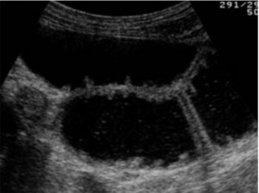 POCUS Certification Academy tweet media