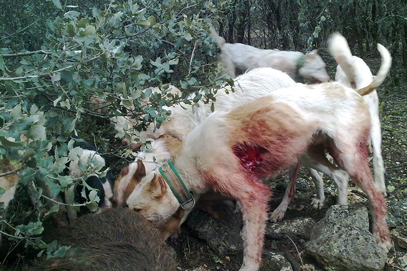 Vais a seguir condenando a estos animales entre miedo, dolor y muerte. Por el simple hecho de ser animales utilizados para la caza.
Ley de bienestar animal para todos
@santoscerdanleon <a href="/sanchezcastejon/">Pedro Sánchez</a>  <a href="/patxilopez/">patxilopez</a> @psoe <a href="/gpscongreso/">PSOE Congreso</a> <a href="/desdelamoncloa/">La Moncloa</a> <a href="/JFrSerrano/">Juan Francisco Serrano</a>
#NoLosExcluyasPSOE
