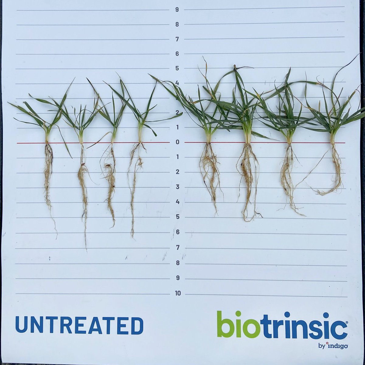 Seeing is believing! After a dry fall season, this winter wheat treated with #biotrinsic® W13 in McPherson County, KS is beating the water-stressed conditions and looks better prepared to power through the winter ahead. 

Learn more → indigo.bz/w13winter22tw