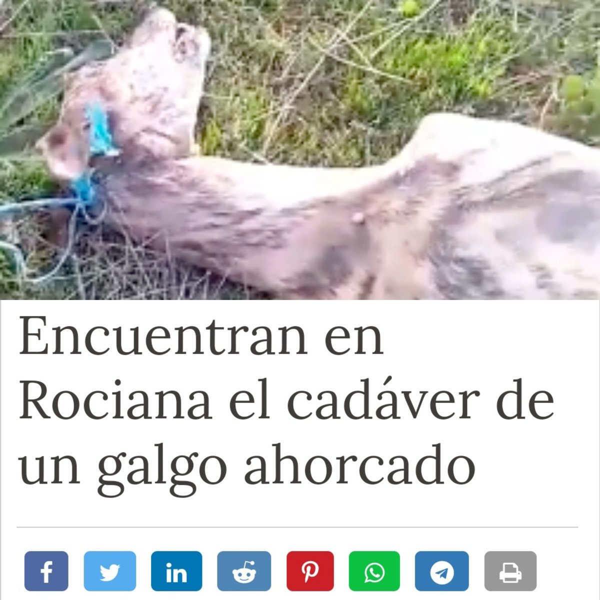 EntreGalgos's tweet photo. Los cazadores dicen que utilizamos fotos de galgos ahorcados en el extranjero. 
Ahí van fotos con la noticia "NACIONAL" a ver si para esta campaña no repetís el mismo argumento.
#NoLosExcluyasPsoe
@sanchezcastejon
@patxilopez
@psoe
@gpscongreso
@JFrSerrano
@M_presidencia https://t.co/KOFMnTDNhA