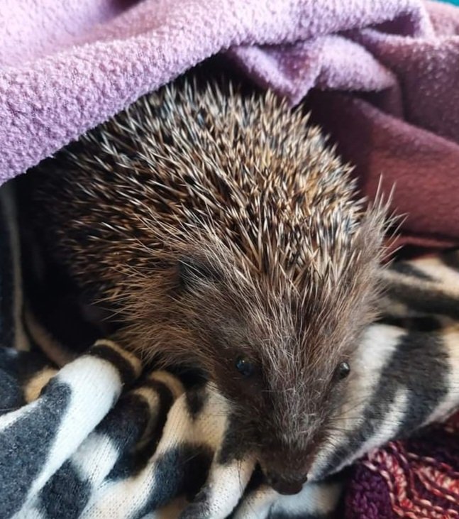 Eira ('snow' in Welsh) was admitted on 11/12. Found out in the day, weighing in at only 302g. She's suffering from roundworm and lungworm. Treatment is underway. 🦔❤🤞
#hedgehog #wildlife #caerphilly #charity #pricklypals #snow #Cymru #rescue