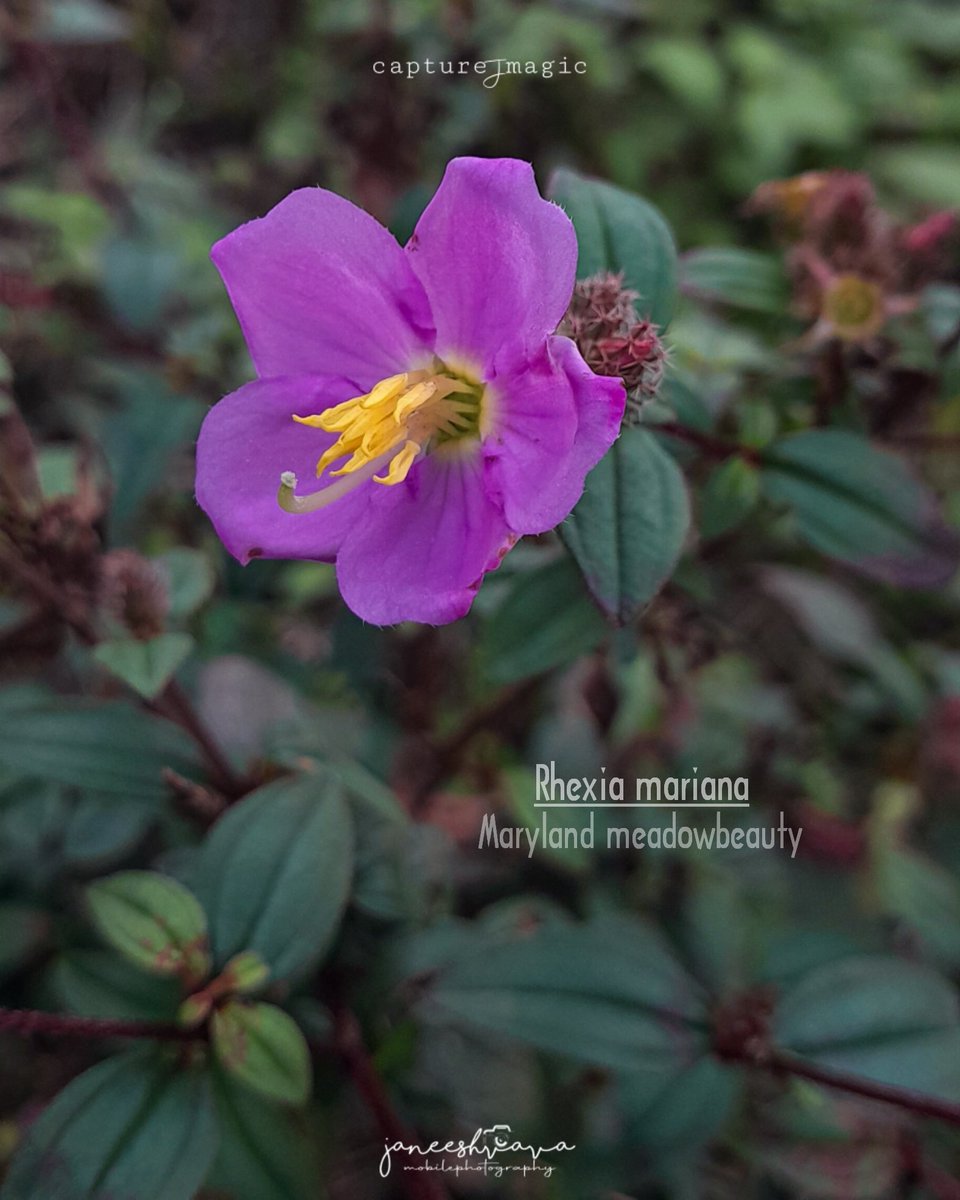 Janeeshk5's tweet photo. Maryland meadowbeaty
#mobilephotography #photography #PhotoOfTheDay #Photos #photo #photographer #flower #flowerphotography #Indian #flower https://t.co/B8v0Cp2iFe