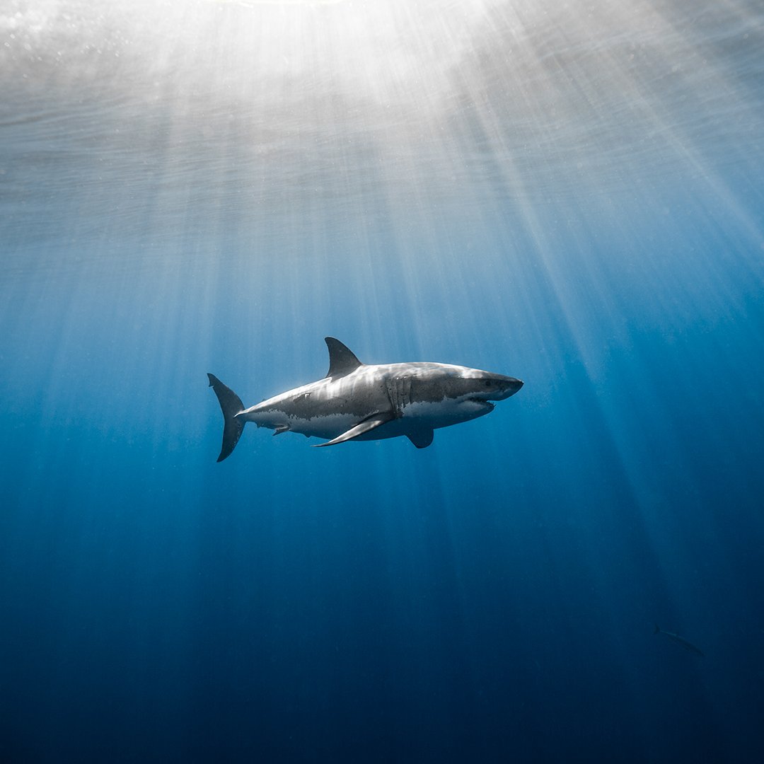 A little bit of sunshine for your Monday with Guadalupe white shark "The Legend" catching some rays just below the surface.

This previously unreleased image was shot back in 2016.