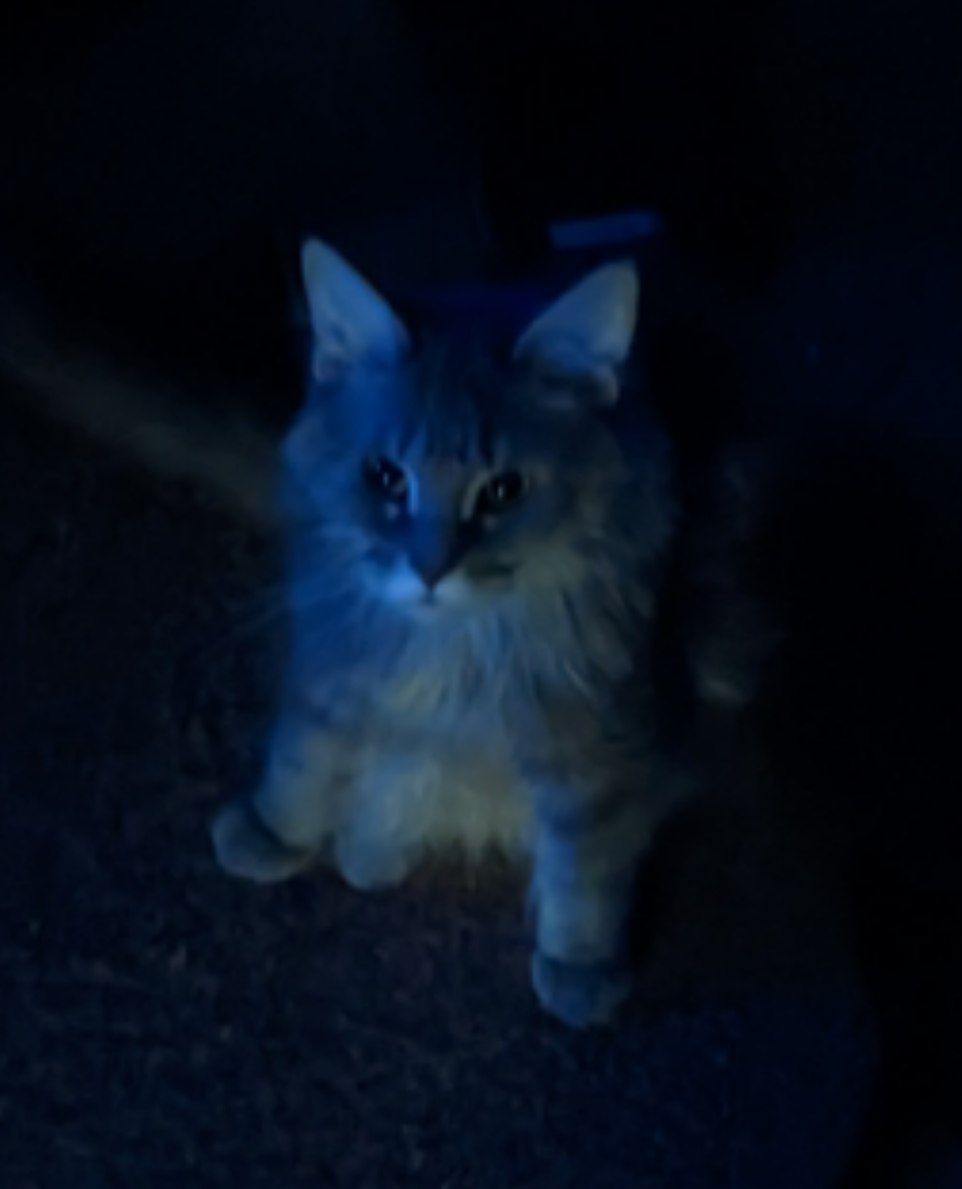 KITR (@kitr_cat) / Posts / X