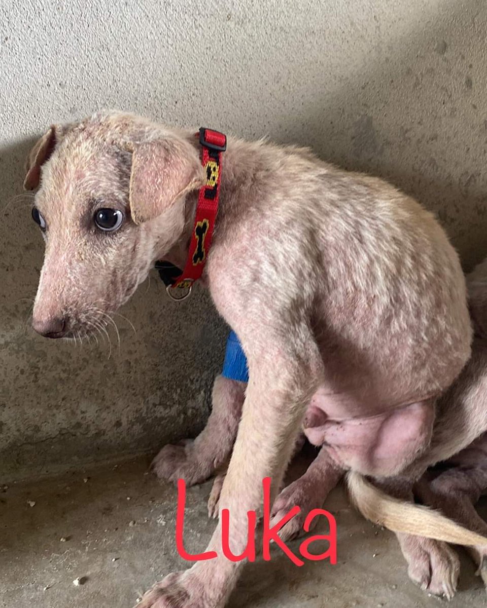 4 of 5 dogs rescued from the bush. All suffering from sepsis... about 3-4 months old. Please help us with what we do
Wise-
Dogsbfrescue@gmail.com