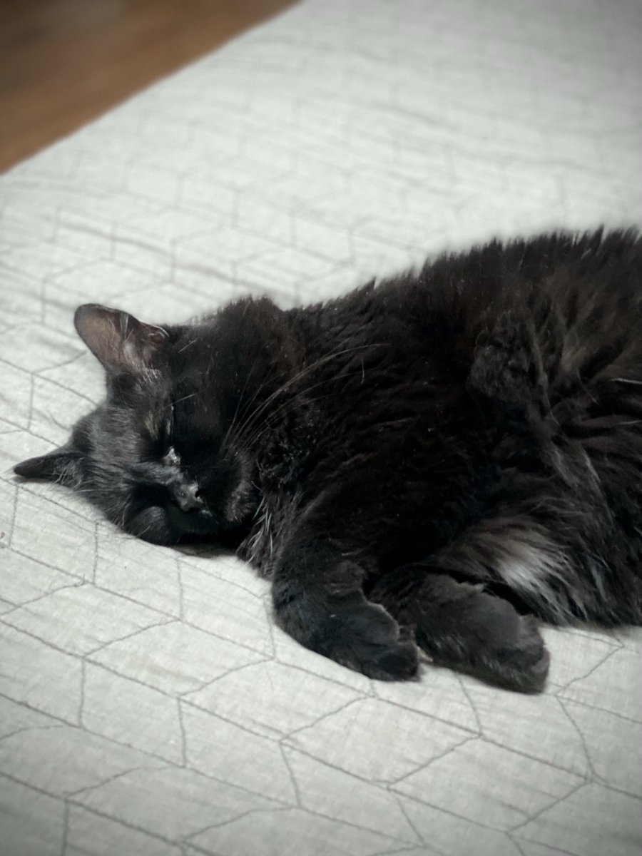 jenfromri's tweet photo. @CorryLReilly Happy birthday! Enjoy a sleepy cat! https://t.co/cQ8bajyF40