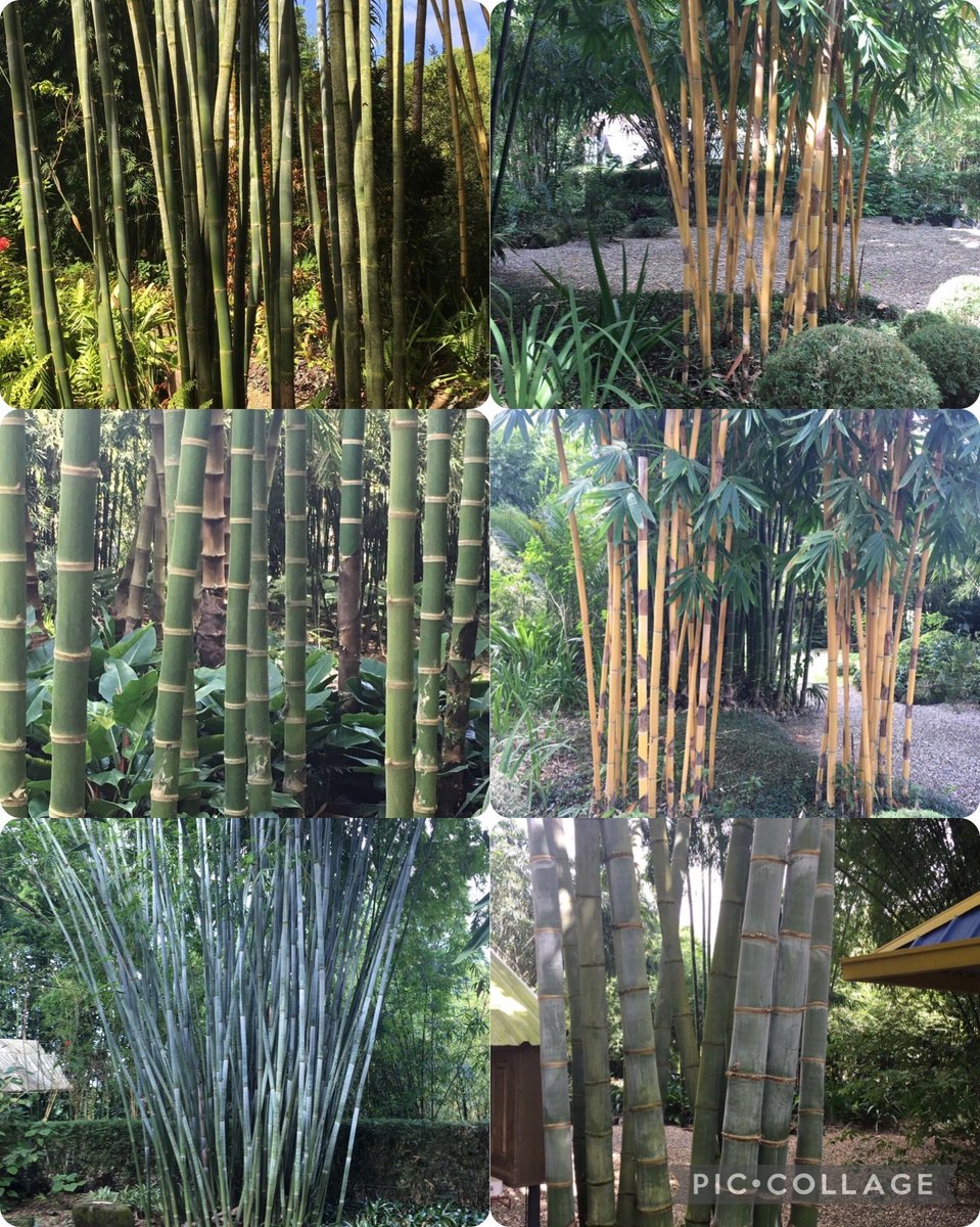 La siembra masiva de todas las variedades de bambú en los lugares apropiados es muy beneficioso.Sus cientos de cualidades así lo justifica. Empleos,biomasa,aceite,construcción, erosion,reforestación,medicinal etc etc.