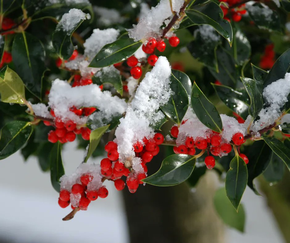 FlowerToursNL's tweet photo. In #December, the holly is blooming. It&amp;#39;s a great time to plant one, too! The #holly is an evergreen shrub that has small bell-shaped flowers, which come in white and red. The leaves are shiny and green.

#flowertoursholland #christmas https://t.co/wNSiZF0ULK