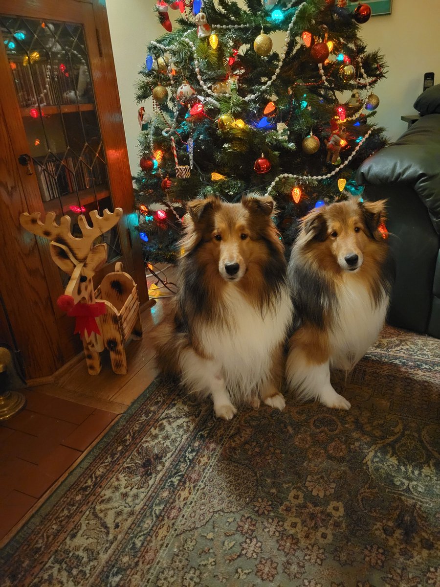 Mom say we have to be extra special good this week cuz santa Paws is coming soon.