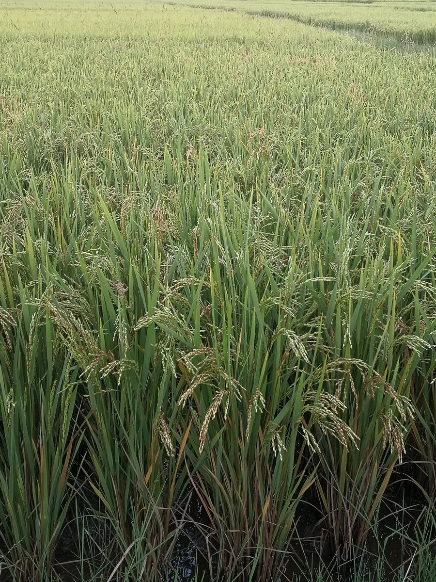Now with rice processing as scientific and agrotourism experience <a href="/KireheDistrict/">Kirehe District</a>
<a href="/visitrwanda_now/">Visit Rwanda</a> <a href="/madeinrwanda/">Yvette B.</a> 💯💥 try it you will tell me!