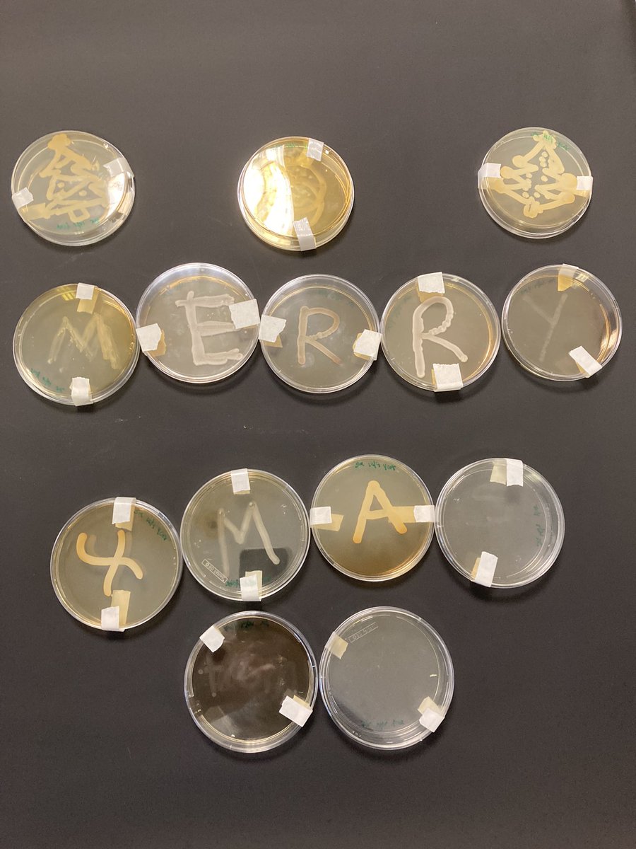 Merry Christmas from the biology department <a href="/knoxacademy/">Knox Academy</a> (and some willing yeast!) #microbiology #yeast