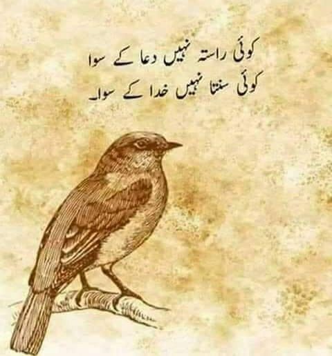 Sadia_Haleema1's tweet photo. #justiceforjunaidmalik https://t.co/jpPOsXOTLf
