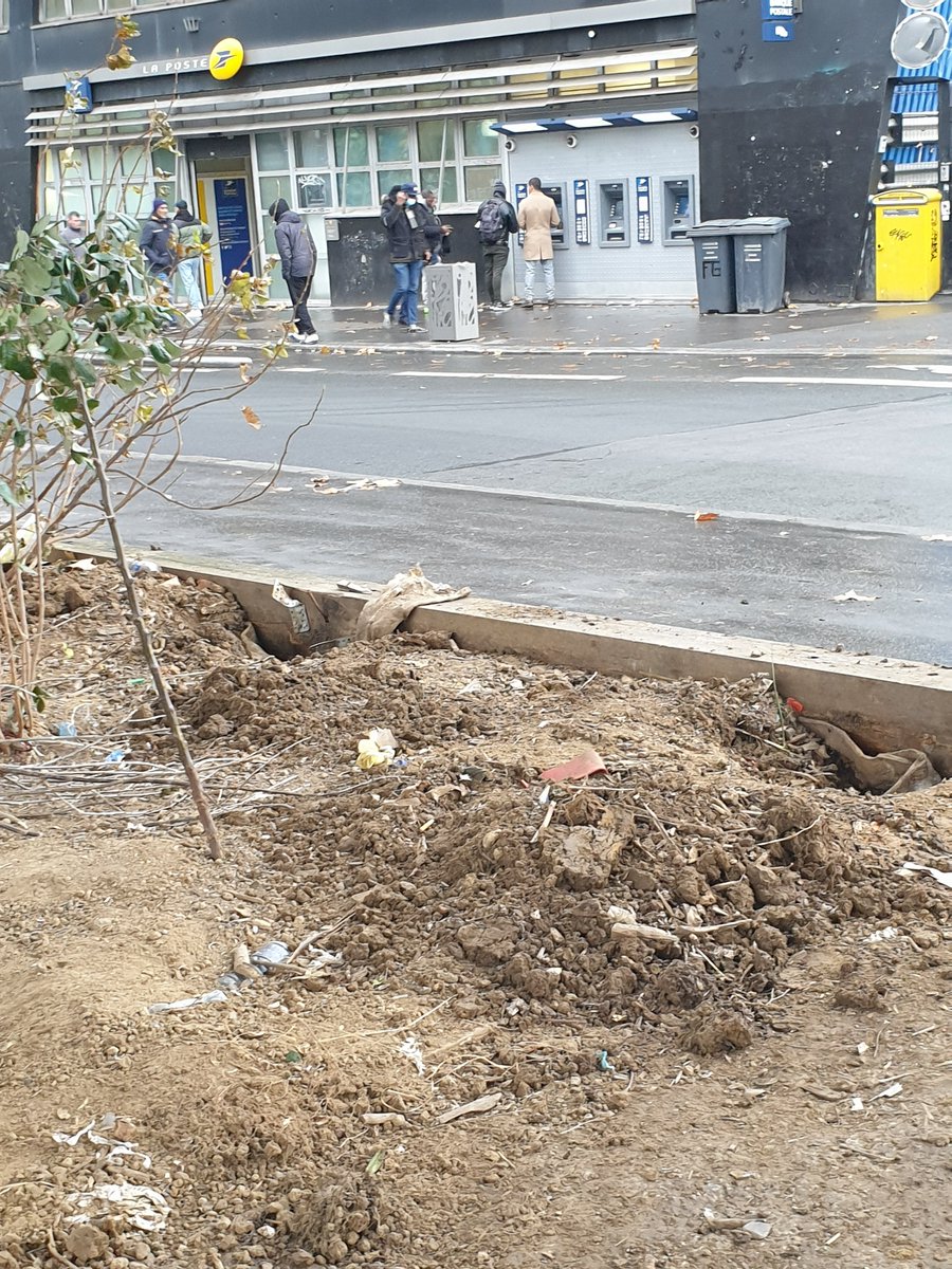 Pulsatilla tweet media