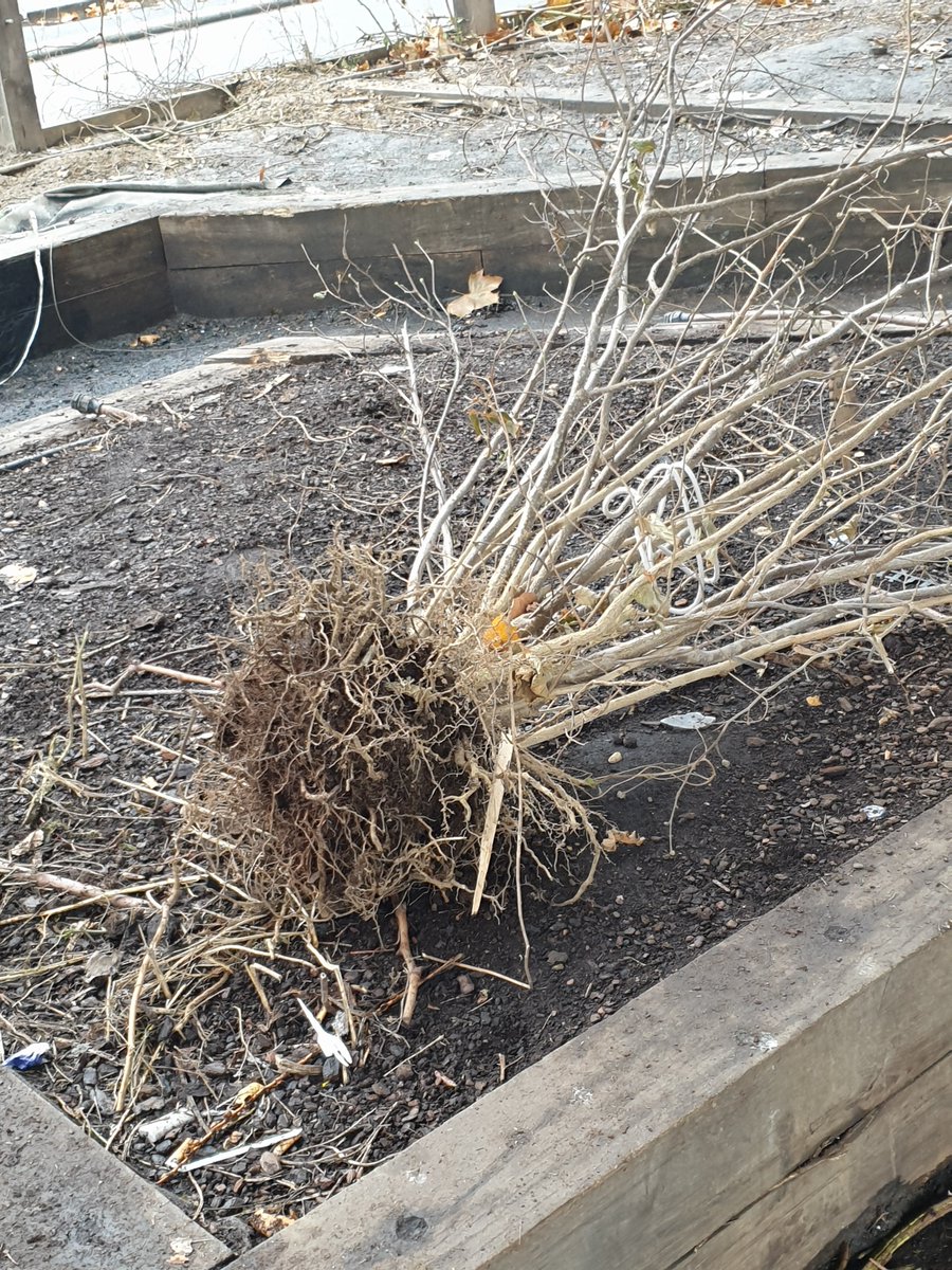 Pulsatilla tweet media