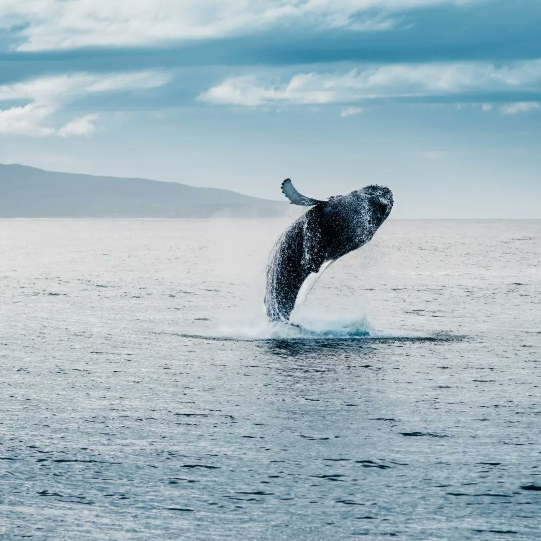 The best time to see the astonishing Northern Lights in Tromsø is between September and April, while the best time to see whales is between November and January. 1/2 #auroraborealis #northemlights #whales #midnightsun #tromsø #norway #nftbooking #traveltheworld
