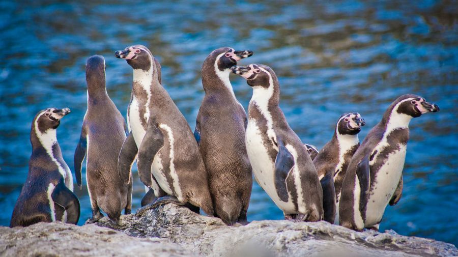 conaf_coquimbo's tweet photo. 🚨ATENCION/
Información a la ciudadanía que desde el jueves 22 al domingo 25 de dicmebre, la Reserva Nacional Pingüino de Humboldt🐧 permanecerá cerrada🚫 a público, por arreglos en la embarcación que usan los/as guardaparques. https://t.co/NZH8YT07lL