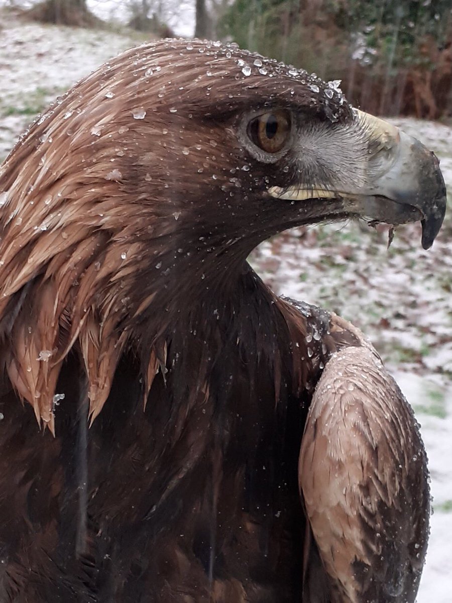 Kintailbop's tweet photo. Heidi just watching the snow disappear. #goldeneagle #lochawefalconry #falconrylochawe #argyllfalconry #argyllfalconryexperience #lochaweside #thingstodoargyll https://t.co/eGRLcX1KZU