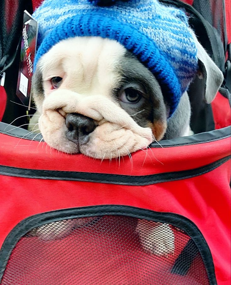 💙#FestivalOfLights
💙#Bulldogpuppies 
💙#Dog
💙💙💙💙💙💙💙💙💙💙💙💙
💙🥰🐾Rate my Cuteness🐾 🥰💙
💙- #Bulldog #Puppy