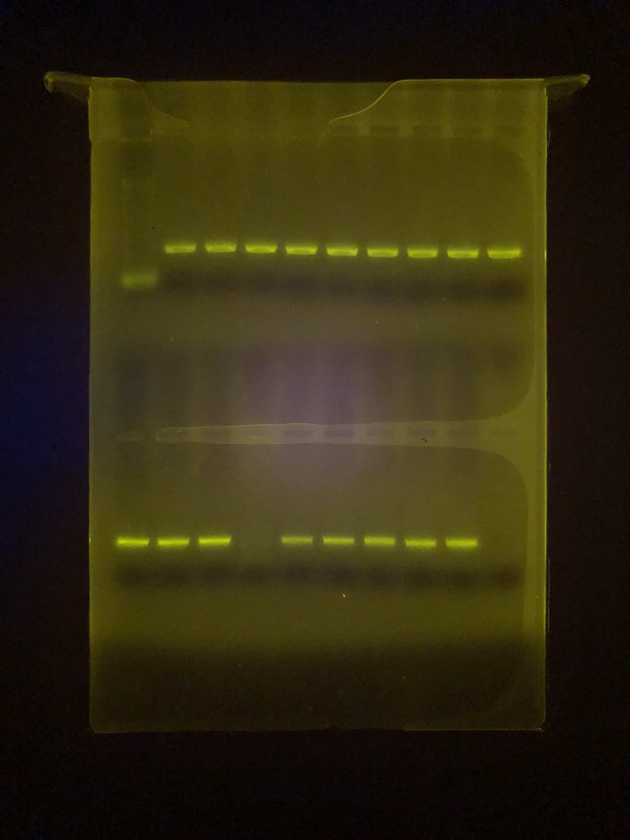 Busy but exciting year coming to a close. Very thankful for the support I’ve received - especially grateful to <a href="/tuftsvet/">Cummings School of Veterinary Medicine 🐕🐈🐴🐄🦅</a> and <a href="/sustainwildlife/">Center for Wildlife</a> for hosting necropsy events!