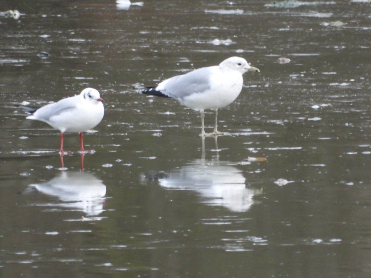 Mightychub's tweet image. Common Gull with Black Headed Gull on the main pool at #WyverLaneNR @DerbysWildlife  still iced over this morning #coldspell @DerwentBirder @NatureUK @DanielCMartin1