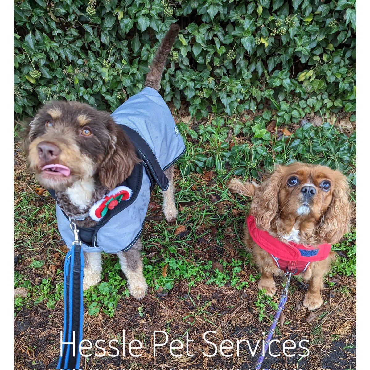 HesslePets's tweet photo. I'm not sure what he was doing with his tongue ๐คฃ๐คฃ๐คฃ
#DogWalker #ProDogTrainer #Hessle #MinatureLabradoodle #Doodle #Cavalier #RubyCavalier #CKCS #DogsOfTwitter https://t.co/Z54ClZ0wRC