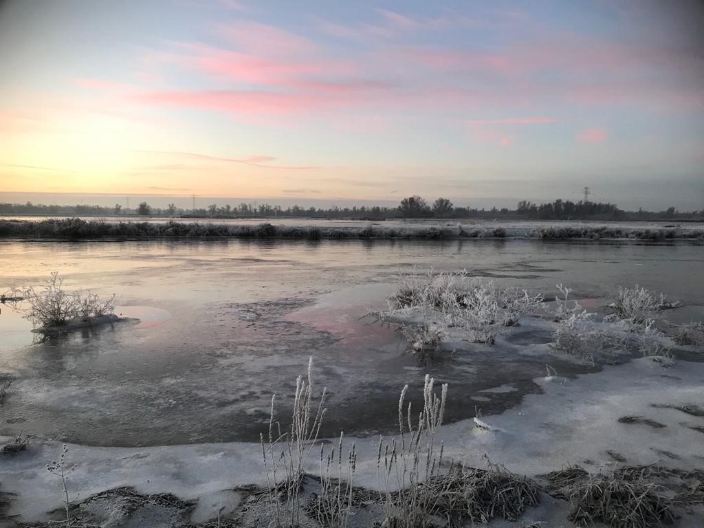 wsrivierenland's tweet photo. Nog even nagenieten! De #vorst leverde mooie plaatjes op zoals deze foto van de #Biesbosch. Op de foto is mooi de invloed van eb en vloed te zien. De planten zijn wit van het ijs. Dit is water dat bij vloed aan de planten blijft hangen en bevriest. #Fotovandeweek 📸 #wsrl https://t.co/4516QcDAQx