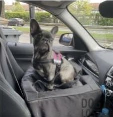 rosiedoc666's tweet photo. 💥💥URGENT SHARES #Missing in an unfamiliar area/owner lives in London and had to return home as she has young baby💥
VIVA MISSING #Snowdon #RangerPath,#Caernarfon #LL54 Wales 18/12/22
Female/adult Blue #frenchie wearing red jumper/silver jacket/pink harness
CHIPPED&SPAYED https://t.co/dBF3d5zpRo