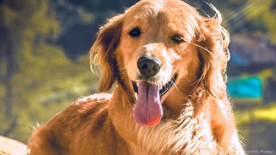 DADeVries's tweet photo. For children suffering from cancer, dogs bring 'a little light.'
https://t.co/KPf1V3NLwr https://t.co/rOvJJpm3zx