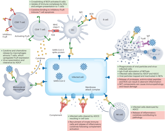 NatRevImmunol's tweet photo. Beyond neutralization: Fc-dependent antibody effector functions in SARS-CoV-2 infection https://t.co/UgH59dZonP https://t.co/XhWV9jyEHP