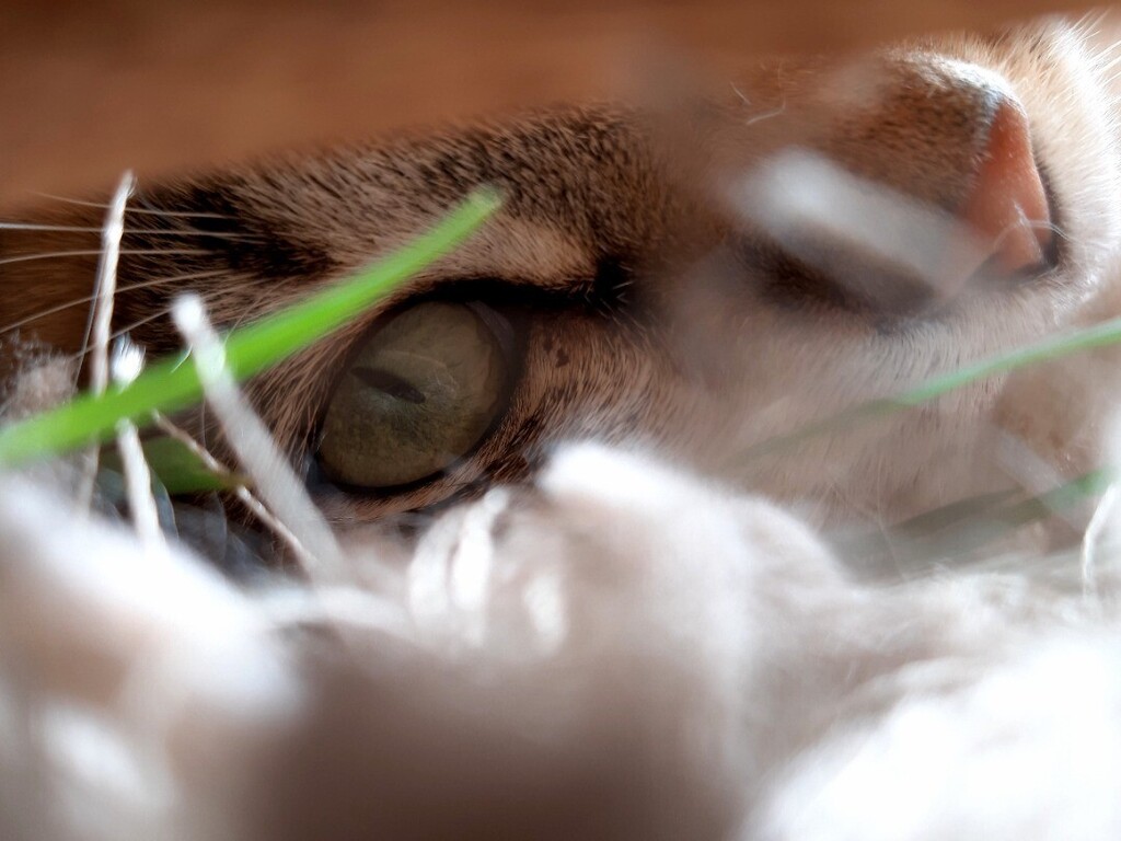 kitcatpuzzle's tweet photo. Watching the tree... Making the plan 😼💥🎄

#eyeofthetiger #catvstree #festivefeline #catantics #catlife https://t.co/bhoRFkh4KM https://t.co/VkCKZV8A0A