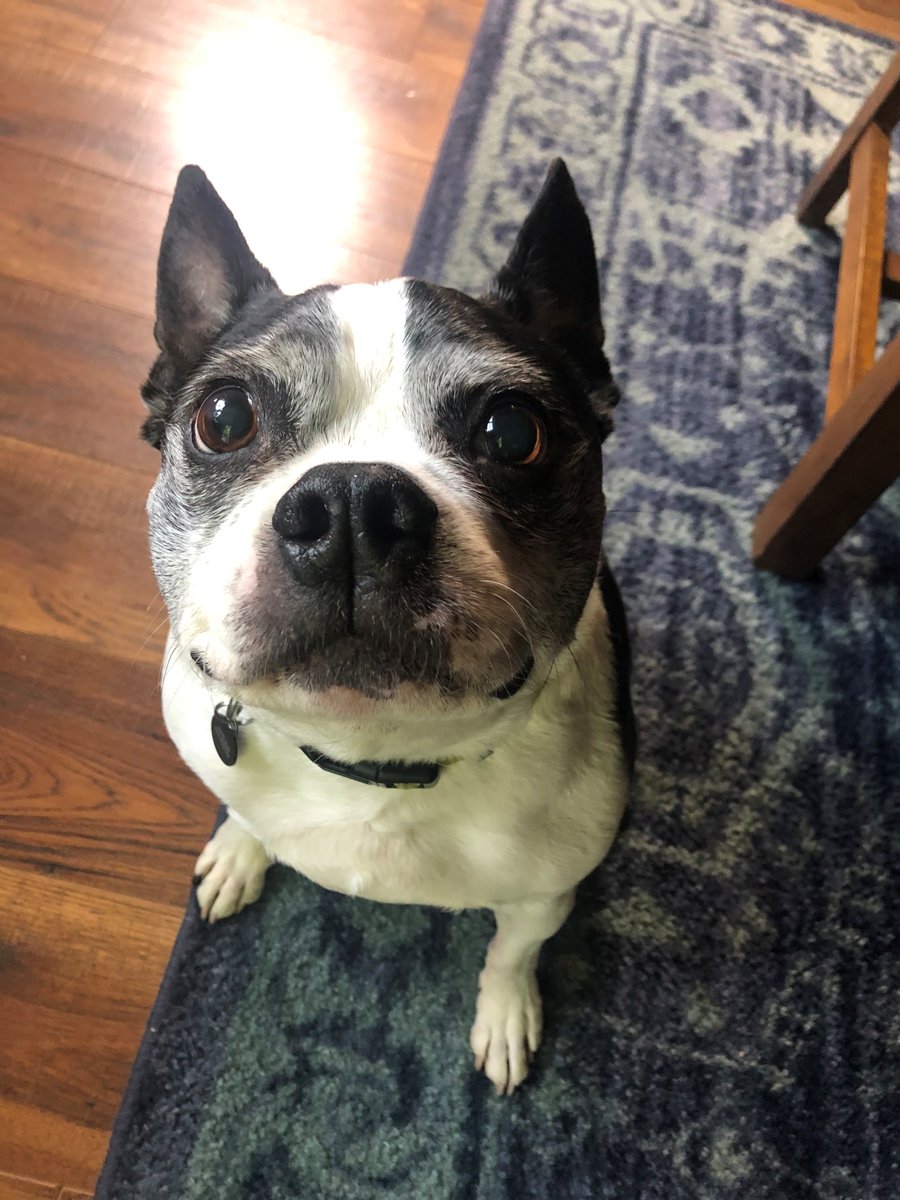 🐶 𝗦𝘁𝗮𝗳𝗳 𝗣𝗲𝘁𝘀 🐱

In keeping with this month's theme, 𝘈 𝘕𝘦𝘸 𝘏𝘰𝘮𝘦 𝘧𝘰𝘳 𝘵𝘩𝘦 𝘏𝘰𝘭𝘪𝘥𝘢𝘺𝘴, we're featuring staff pets. Artie, abandoned from Northeast Boston Terrier Rescue
-<a href="/julieannecross/">JulieAnne S. Cross</a> (Contributing Writer)

#GetOutAndAbout