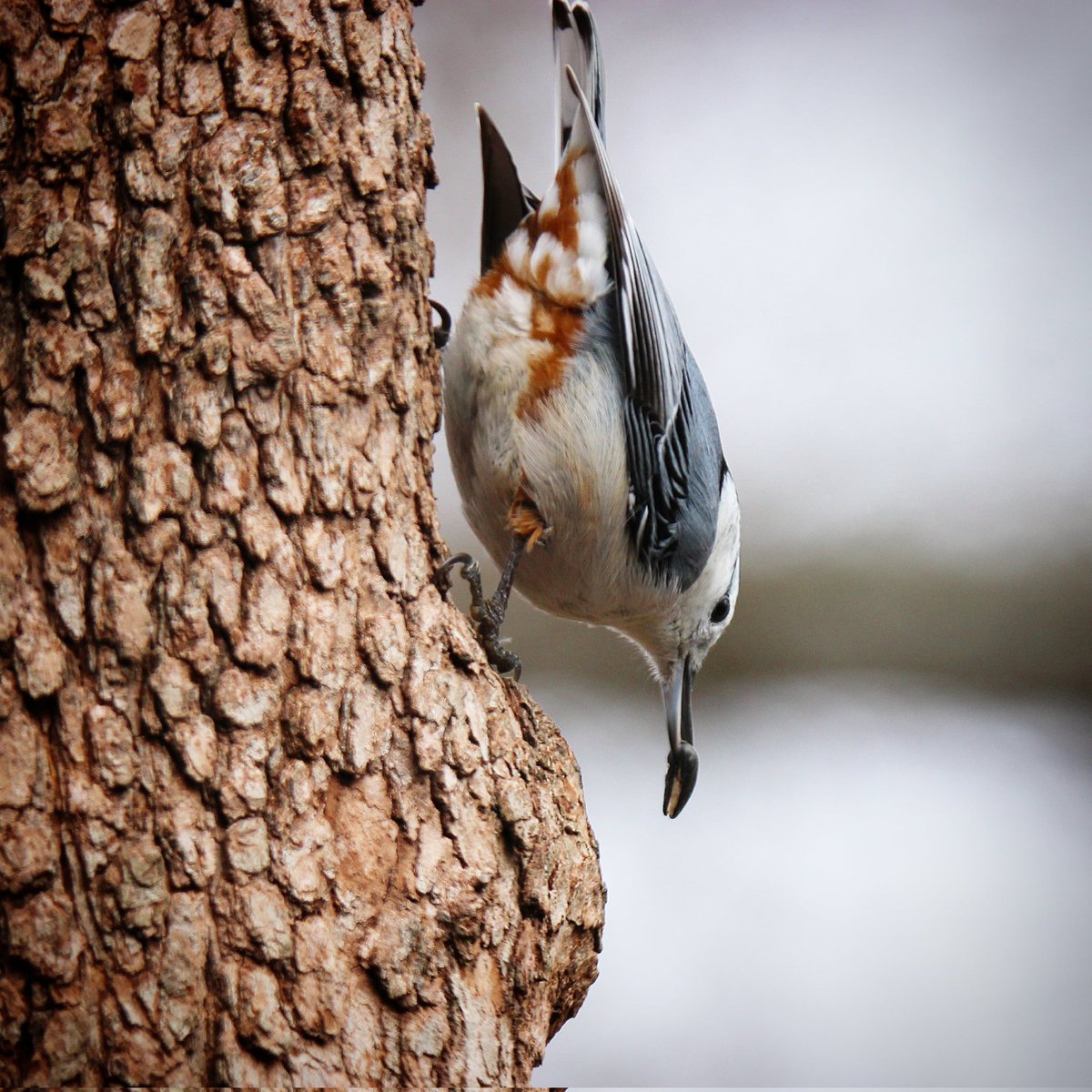 This white-breasted nuthatch has places to be!
#onamission #placestobe #birds #nuthatch #nuthatches #bird #whitebreastednuthatches #whitebreastednuthatch #birdworld #birdloversclub #birdlovers #birdfeeding #birdwatchersdaily